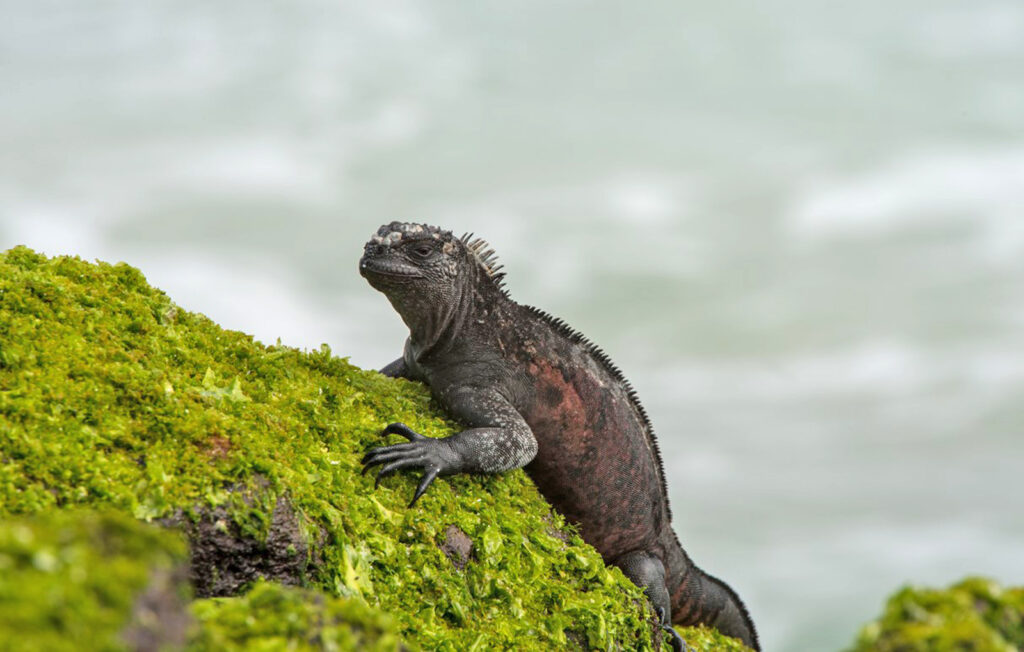 Iguana - Gaialab